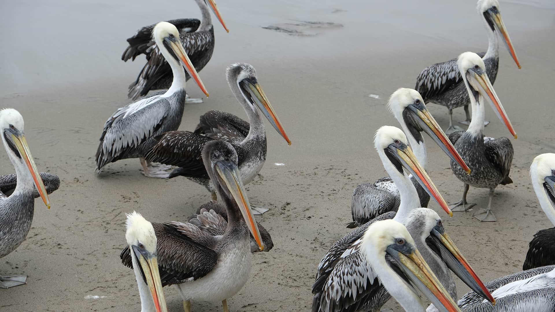 11Several pelicans standing on beach | Resposible Travel Peru