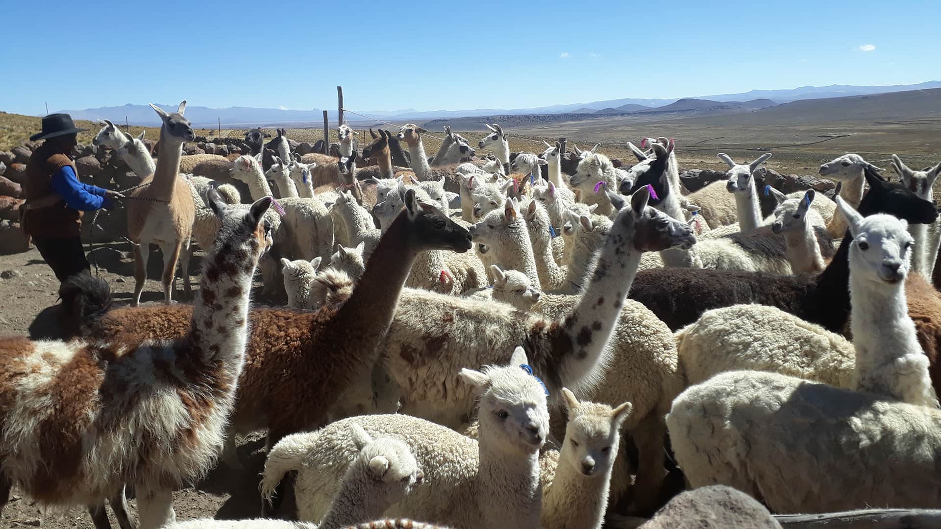 11Meet farmers that herd lamas and alpacas with RESPONSible Travel Peru