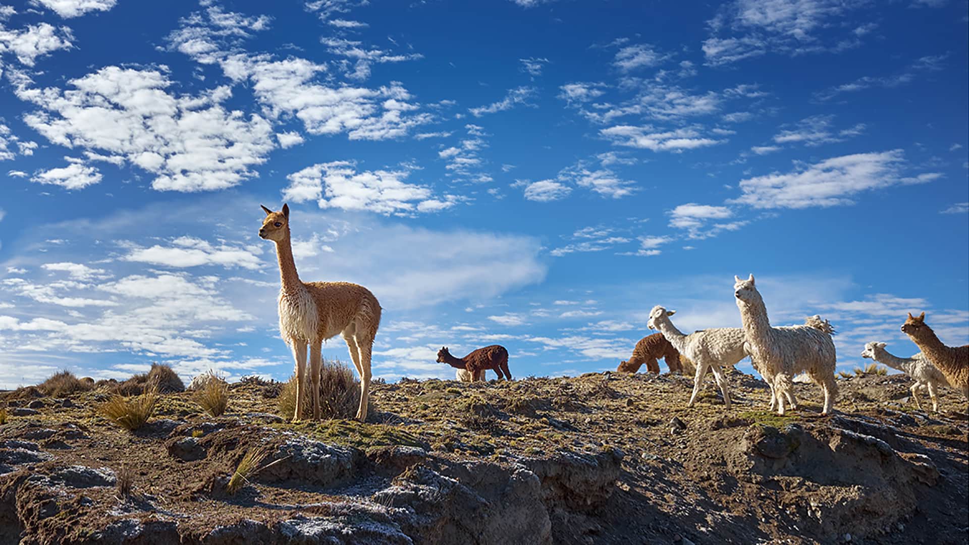 Alpacas and a vicuña in the Arequipa region - RESPONSible Travel Peru