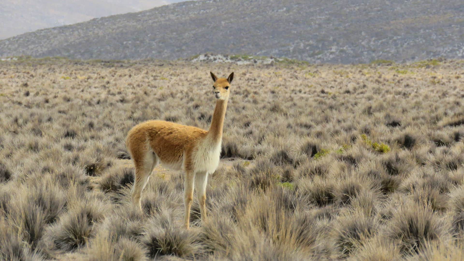 11Meet the vicuñas with RESPONSible Travel Peru