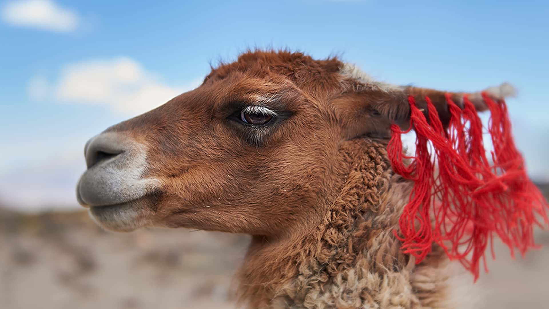 11An earmarked lama - RESPONSible Travel Peru