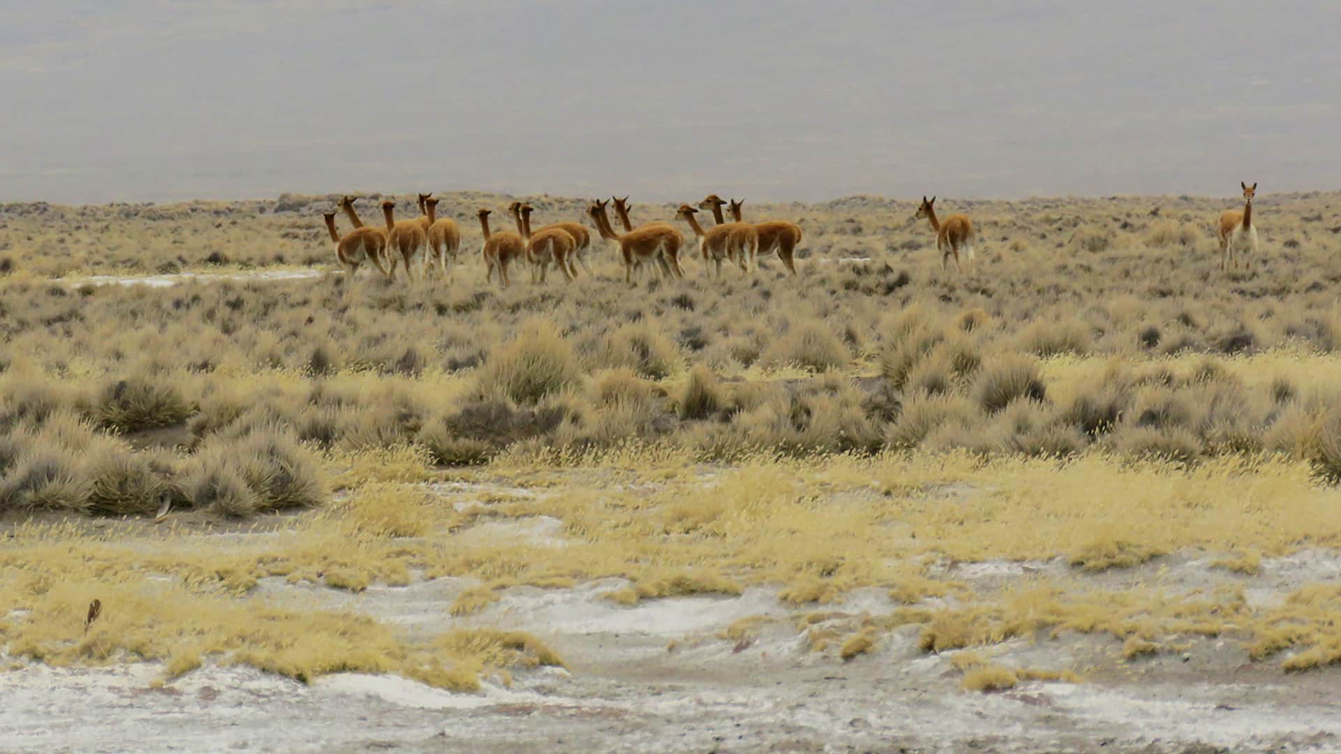 11A herd of vicuñas in the Reserva Nacional de Salinas y Aguada Blanca (National Reserve) - RESPONSible Travel Peru