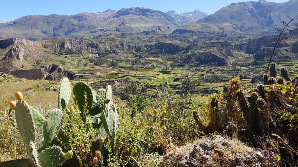 Stunning view of the terraces of the Colca Canyon - RESPONSible Travel Peru