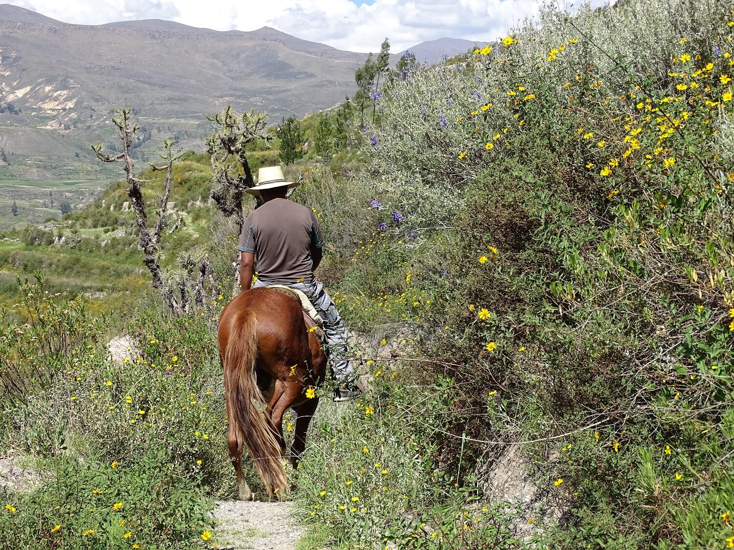 11Horseriding from Coporaque in the Colca Canyon, Peru, as part of a homestay programme with RESPONSible Travel Peru
