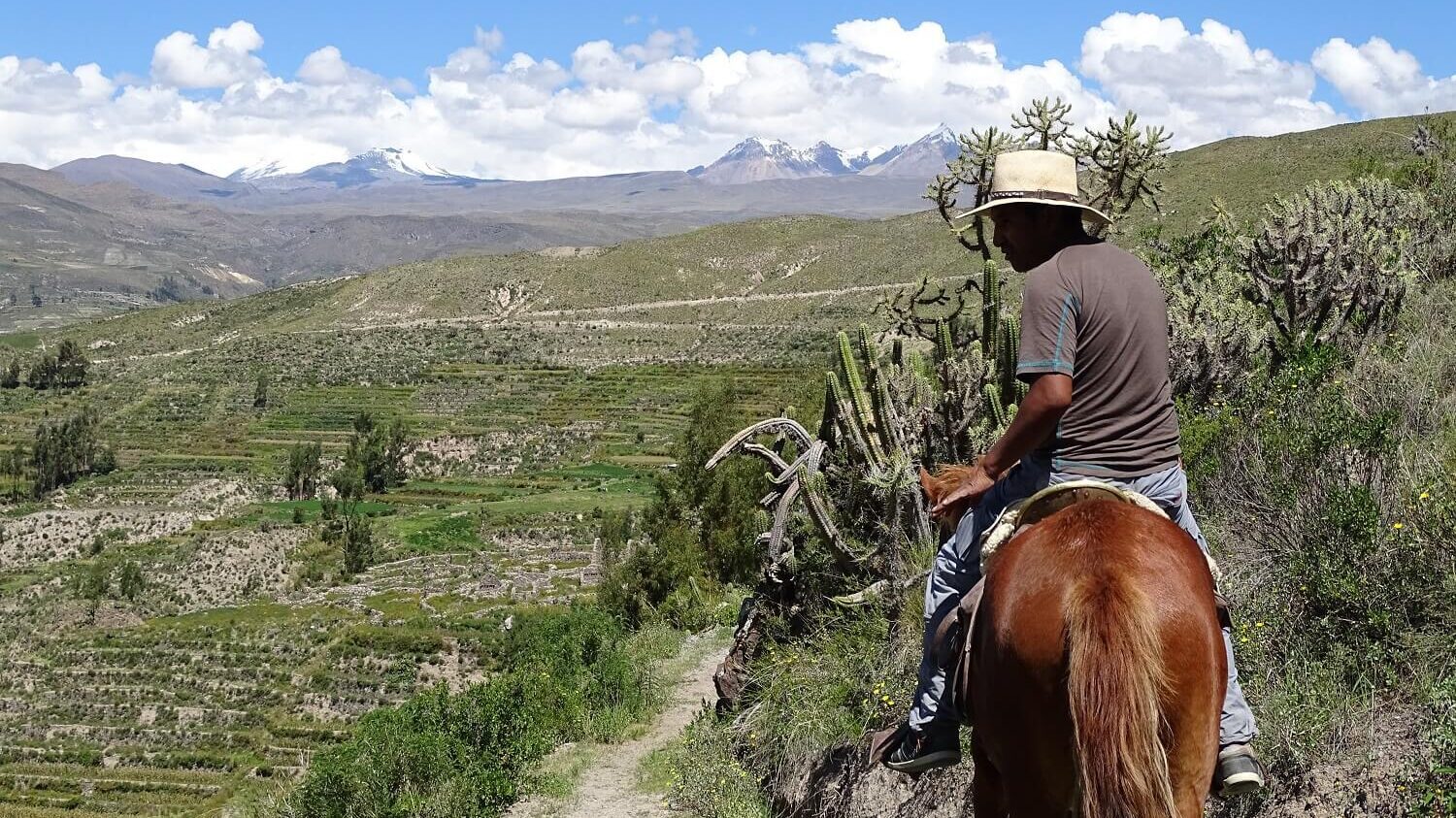 Horseriding through the terraces of the Colca Canyon with volcanoes on the background, as part of a homestay programme with RESPONSible Travel Peru
