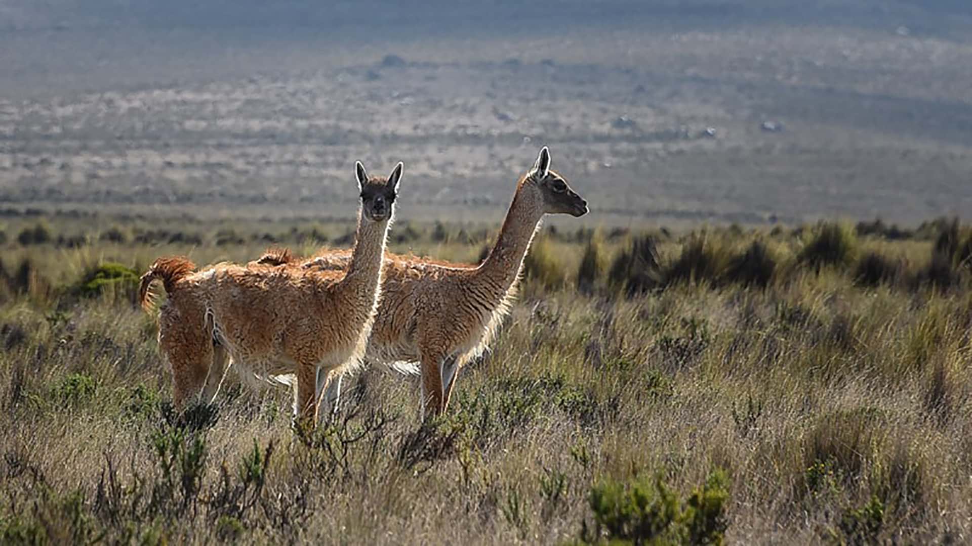 11Guanacos are the lama's wild brother - RESPONSible Travel Peru