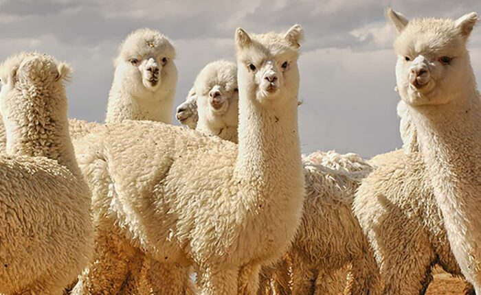 Meet Alpacas from up close with RESPONSible Travel Peru