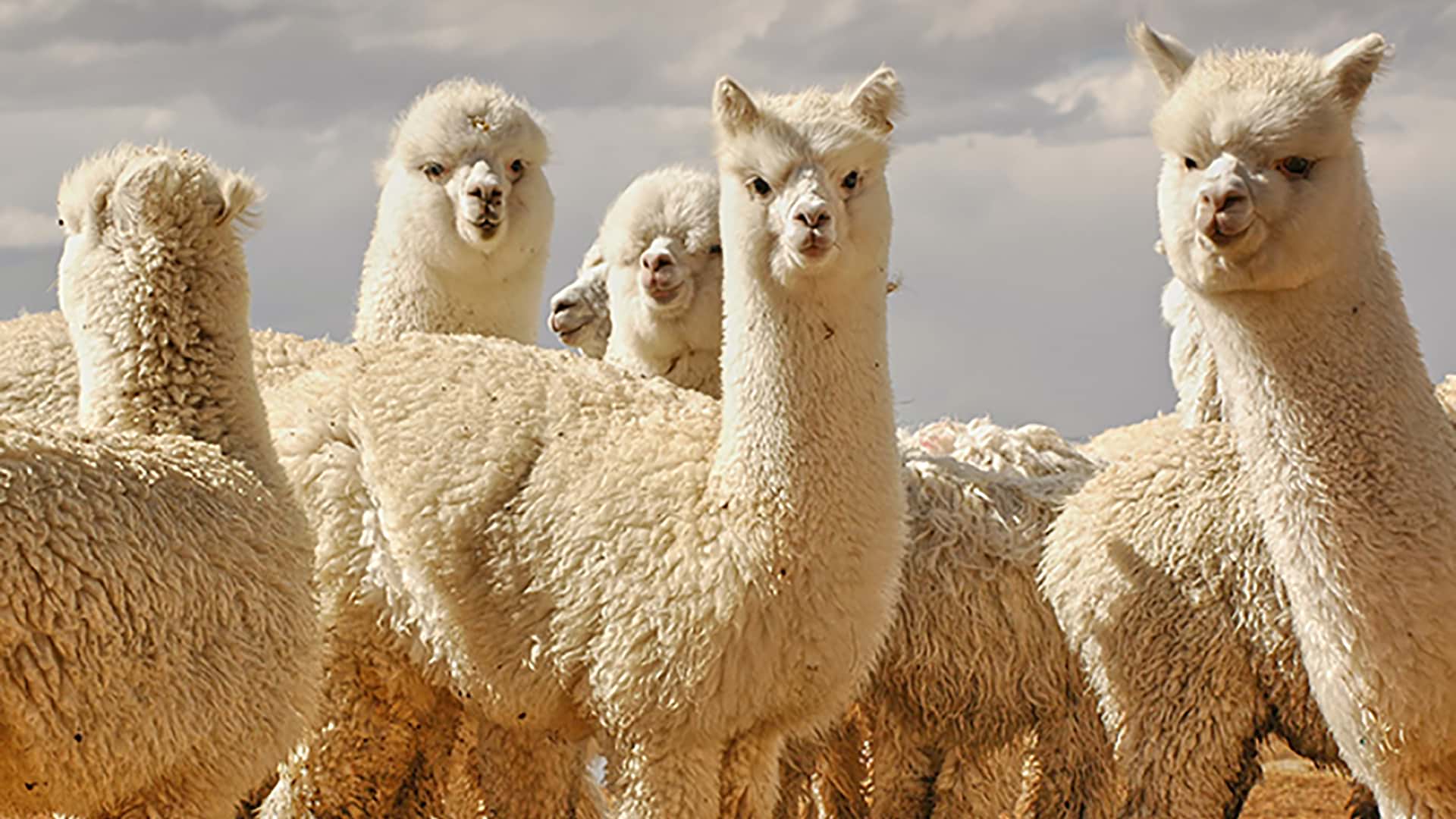 11Meet Alpacas from up close with RESPONSible Travel Peru