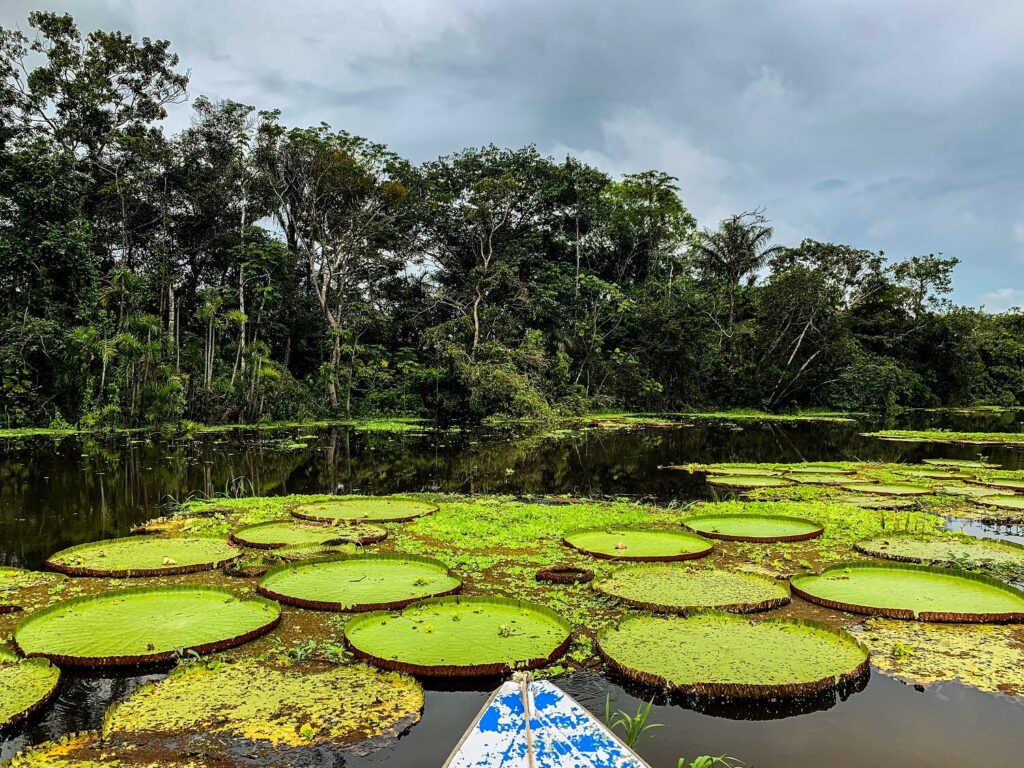 The Victoria Regia - the world's largest water lily. In the jungle of Iquitos, Peru. - RESPONSible Travel Peru