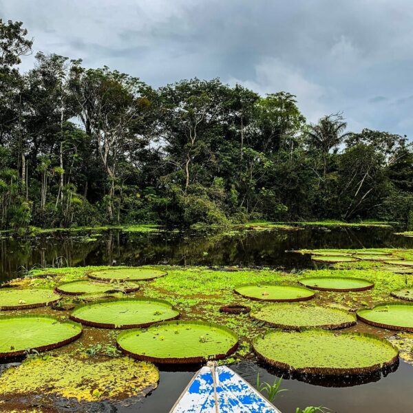 The Victoria Regia - the world's largest water lily. In the jungle of Iquitos, Peru. - RESPONSible Travel Peru