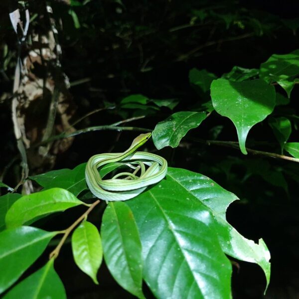 Small tree snake in the jungle of Puerto Maldonado, Madre de Dios - RESPONSible Travel Peru