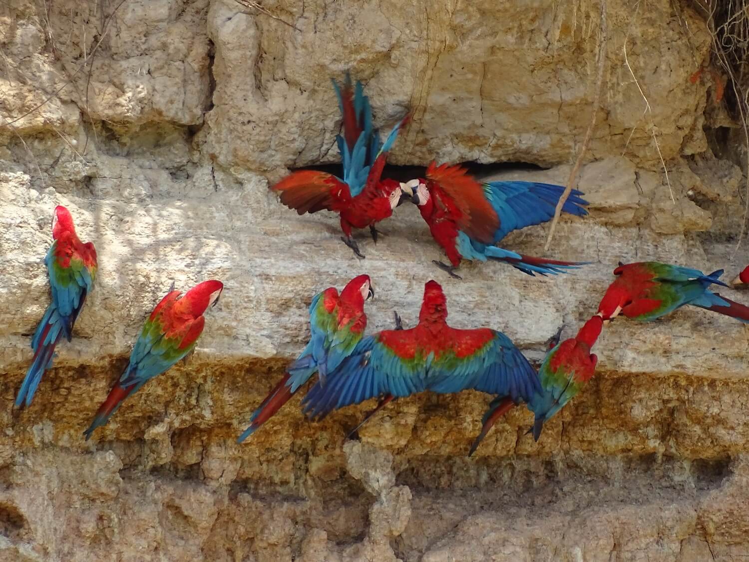 Guacamayos (large parrots) at a clay lick in the jungle of Puerto Maldonado - RESPONSible Travel Peru