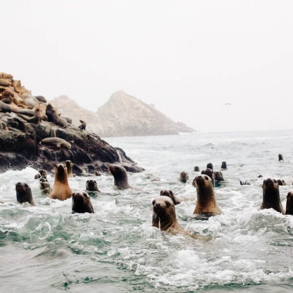 From the port of Callao, Lima, you can visit the colonies of sea lions living by the San Lorenzo islands - RESPONSible Travel Peru