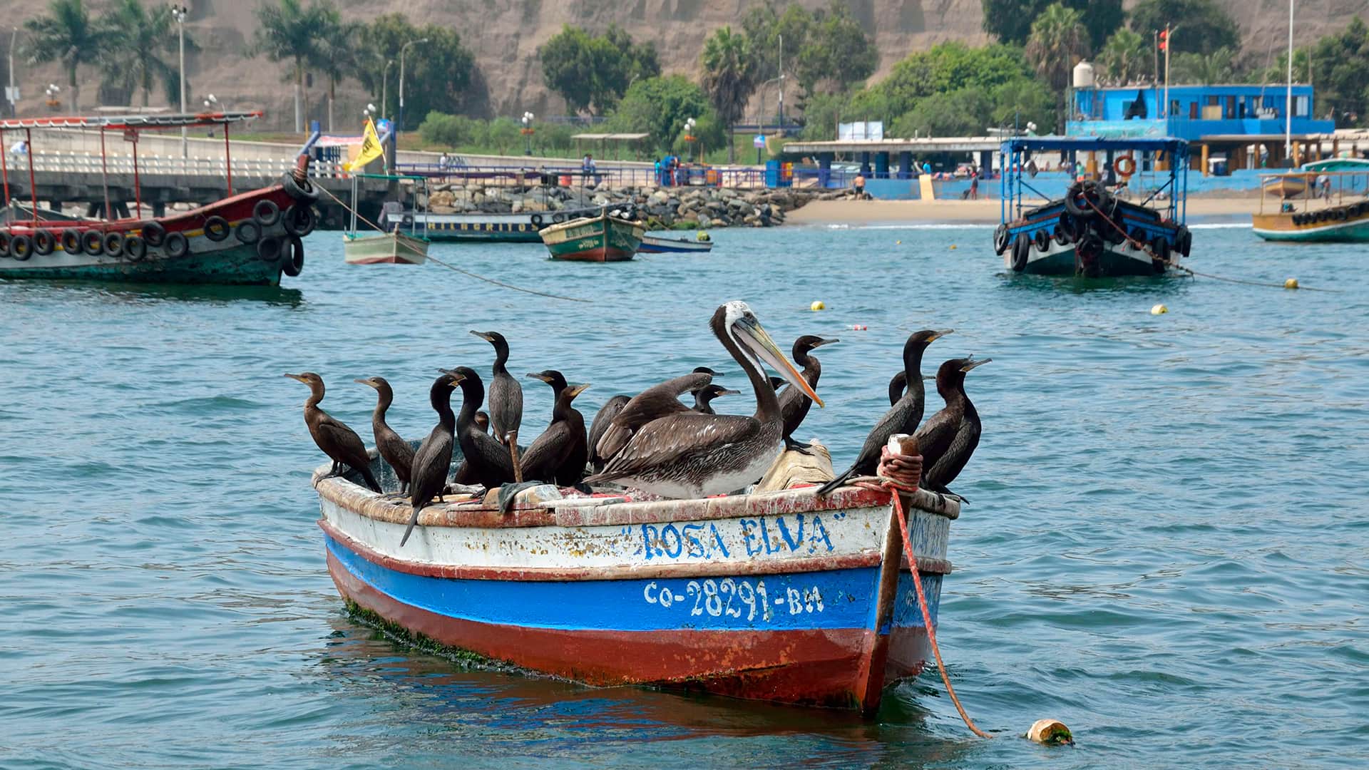11Group of pelicans resting on an artisanal fishermen's boat | Responsible Travel Peru