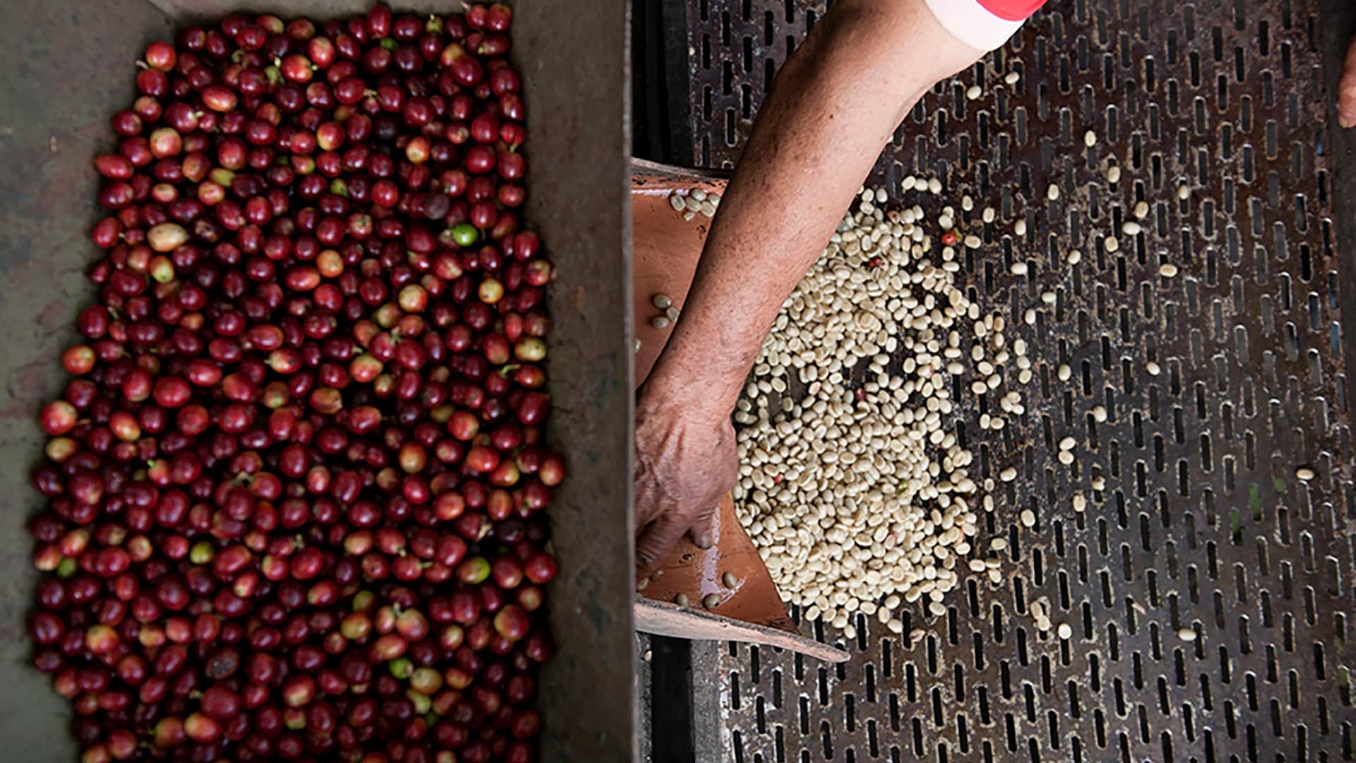 11Pealing coffee beans on the Coffee Route to Machu Picchu - RESPONSible Travel Peru
