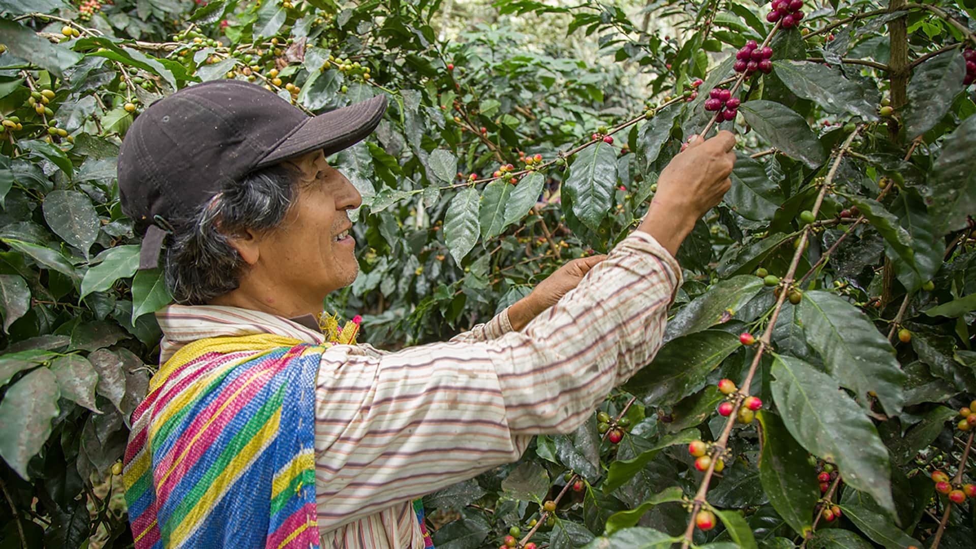 11Alejandro harvesting coffee beans on his plantation, along the Coffee Route to Machu Picchu - RESPONSible Travel Peru