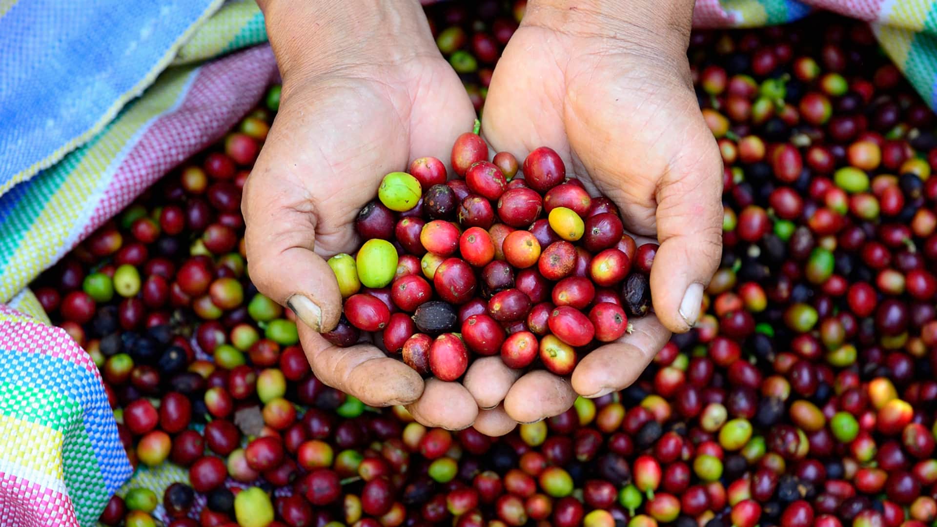 11Beautiful coffee beans in a person's hands recently harvested on the Coffee Route to Machu Picchu - RESPONSible Travel Peru
