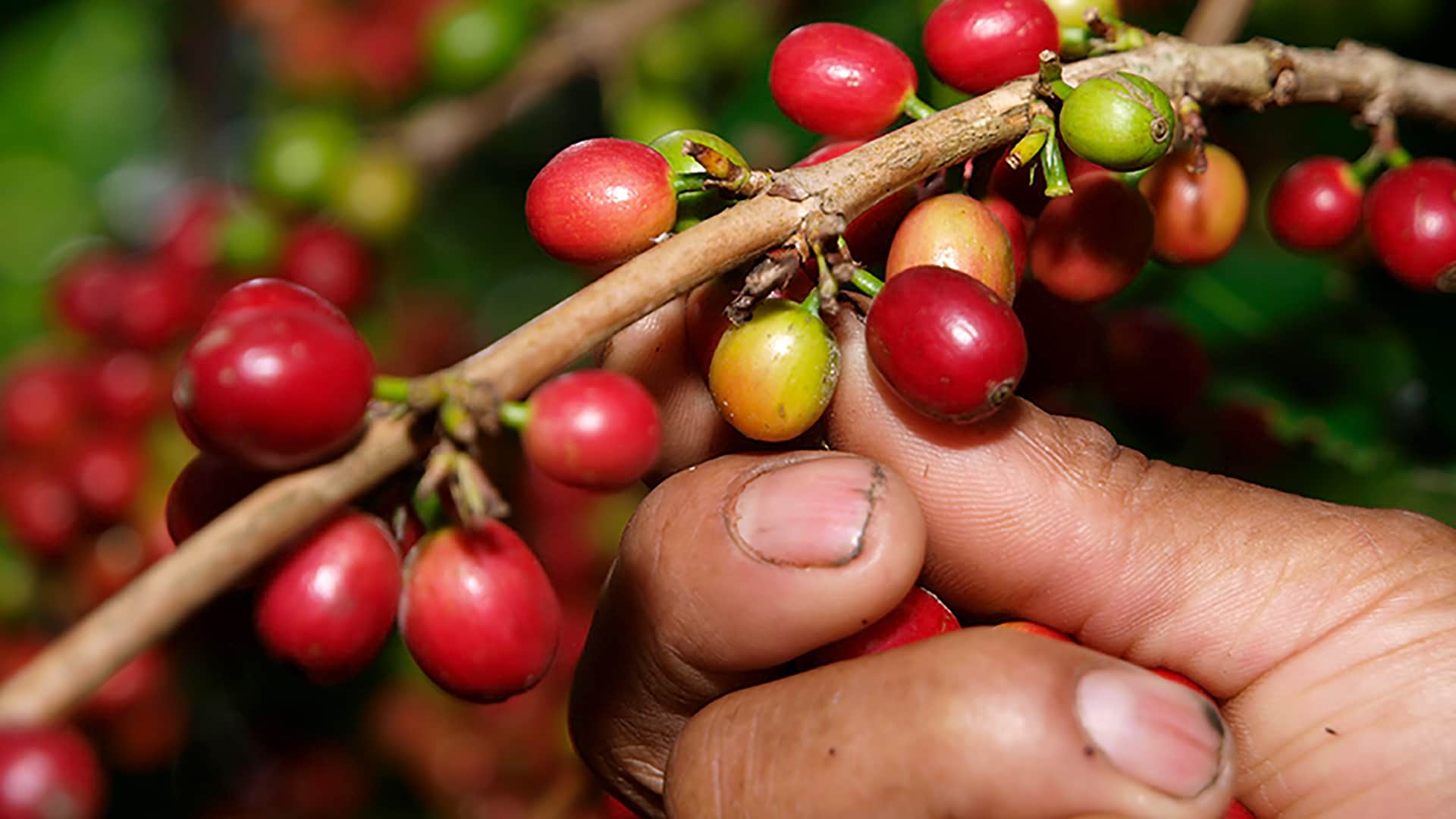 11Harvesting organic coffee beans along the Coffee Route to Machu Picchu - RESPONSible Travel Peru