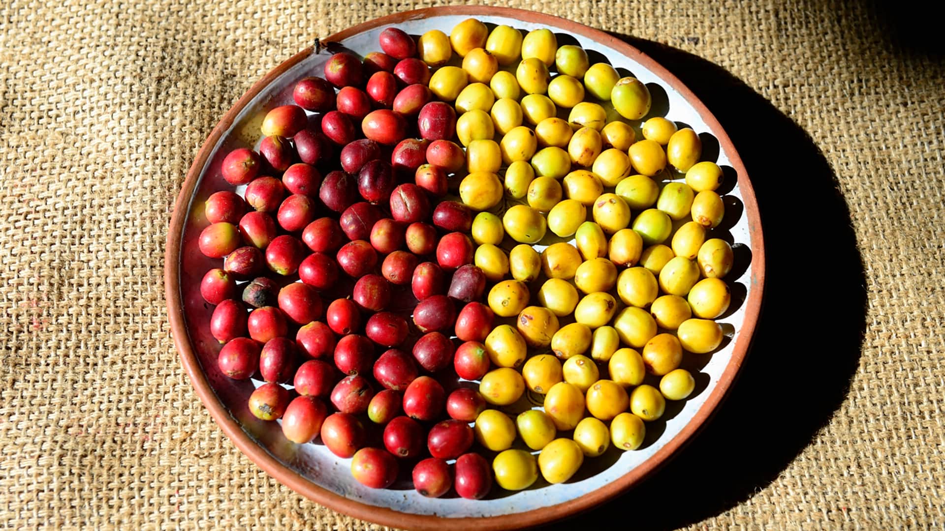 11Red and yellow coffee beans - RESPONSible Travel Peru