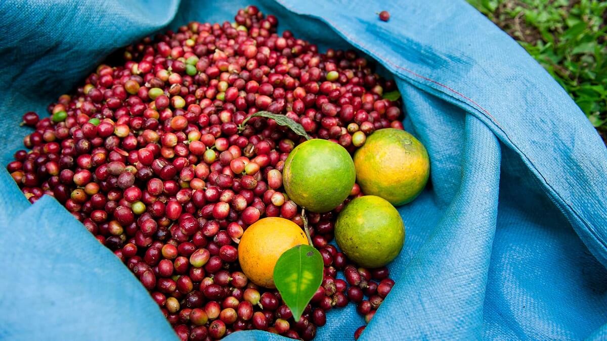 11Coffee harvest and oranges - Coffee Route - RESPONSible Travel Peru