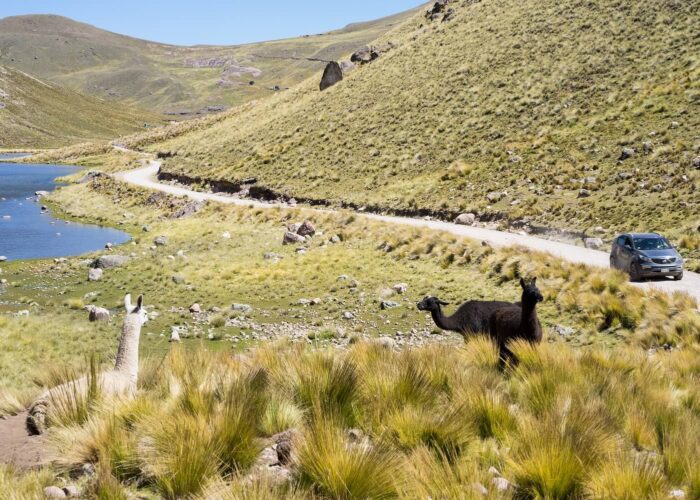 Car driving by lamas and alpacas in the Andes - Road Trip - RESPONSible Travel Peru