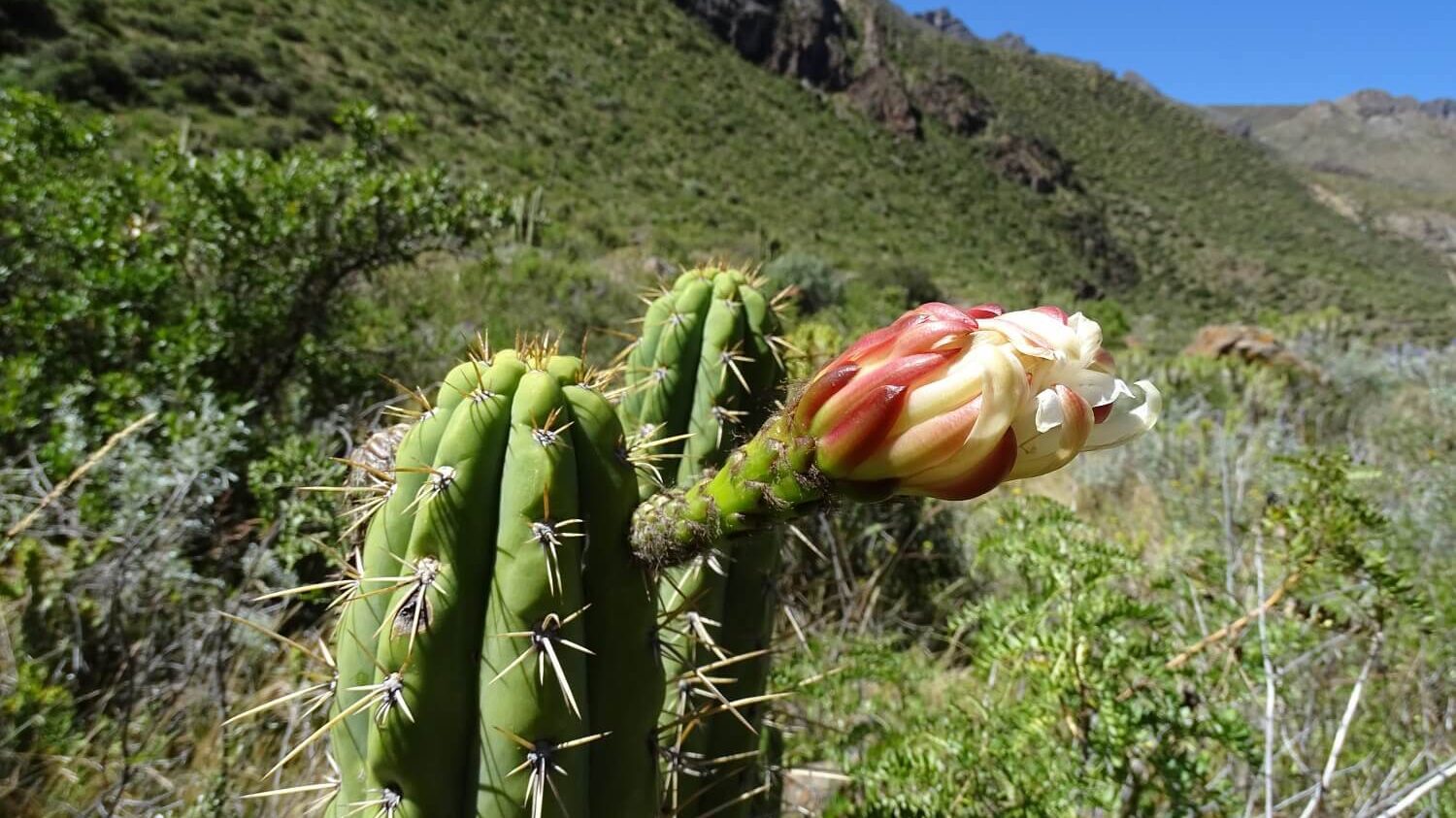 Cactus with flower in the Canocota Canyon. Hike the Collagua Route with RESPONSible Travel Peru