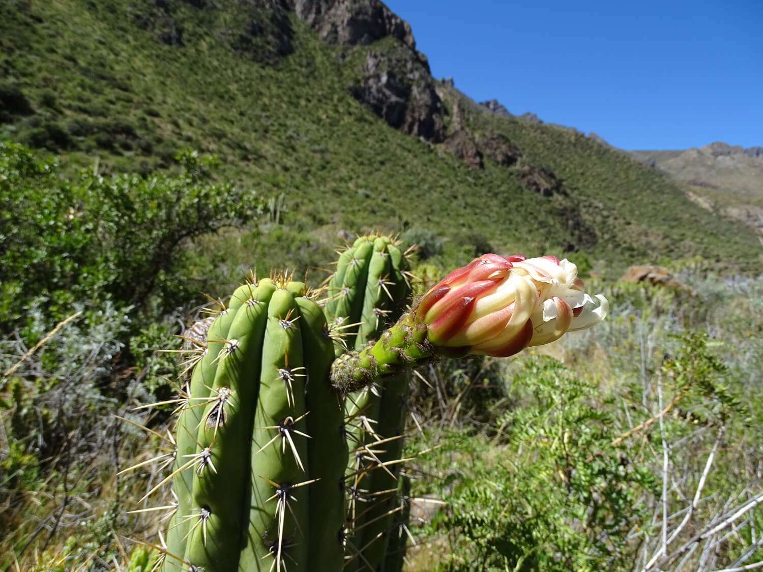 11Cactus with flower in the Canocota Canyon. Hike the Collagua Route with RESPONSible Travel Peru