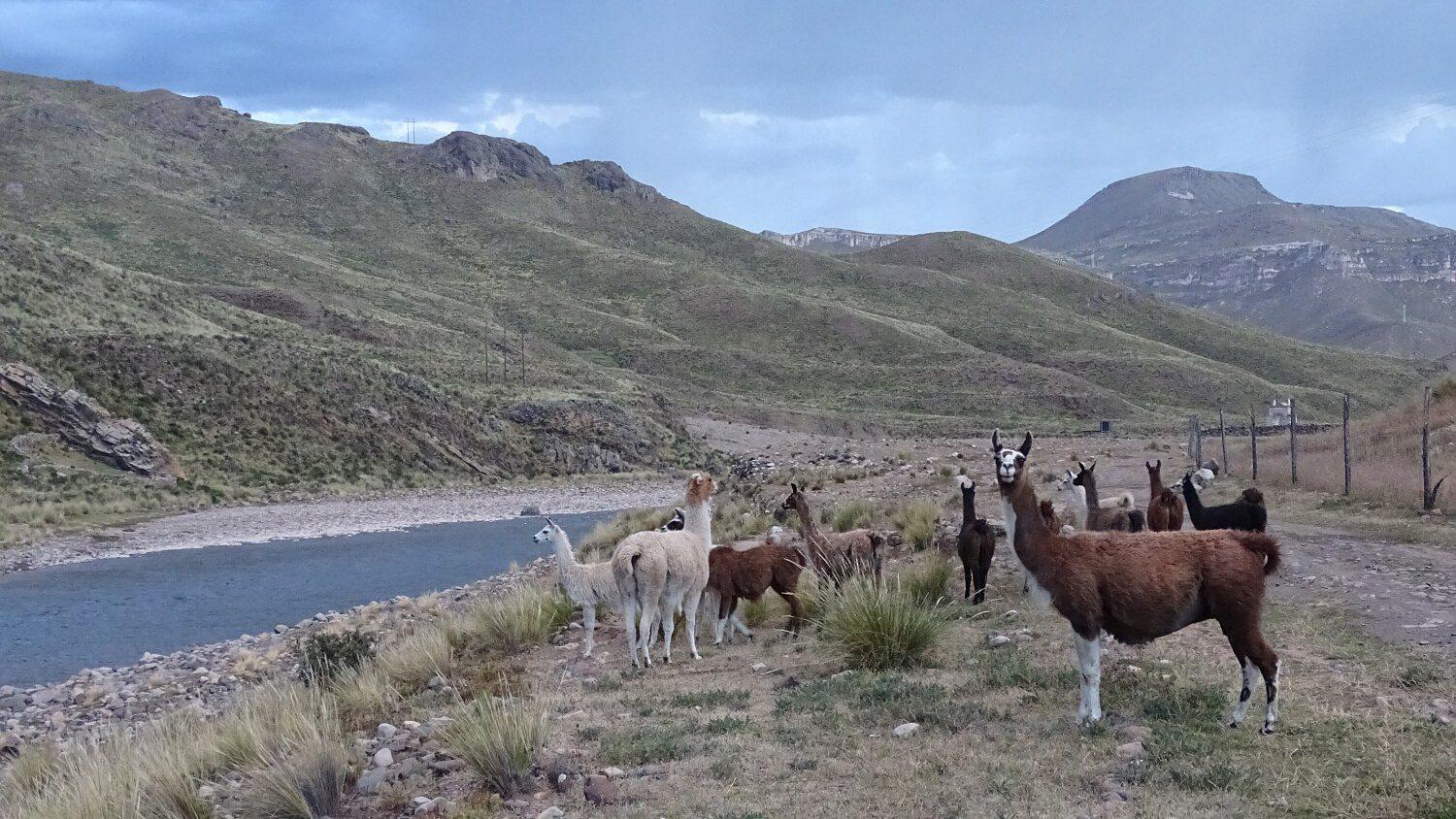 11A herd of lamas on our hike in Sibayo, Colca Canyon | RESPONSible Travel Peru