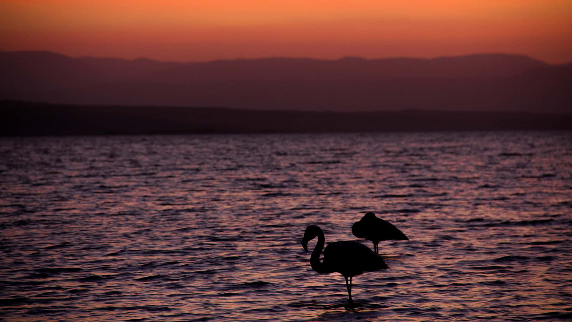 11two silouttes of flamingos in the water at dawn or dusk | Responsible Travel Peru