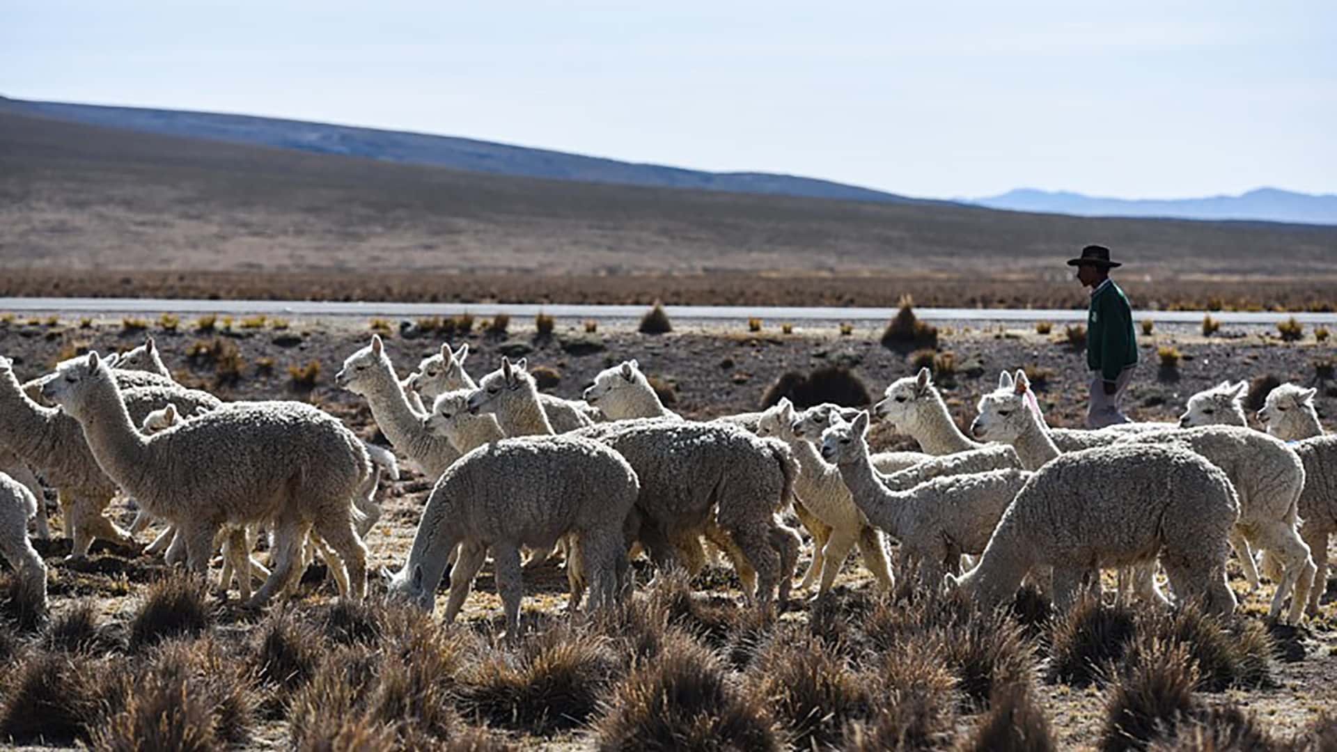 11Herding alpacas on the route between Arequipa and the Colca Canyon - RESPONSible Travel Peru