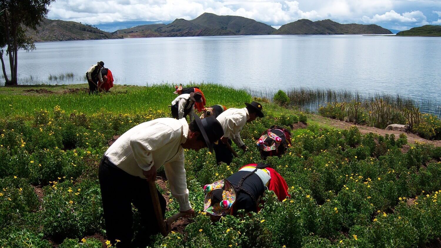 Couples in traditional clothes working together on their potatoe fields at the shores of Capachica peninsula in Lake Titicaca. | RESPONSible Travel Peru