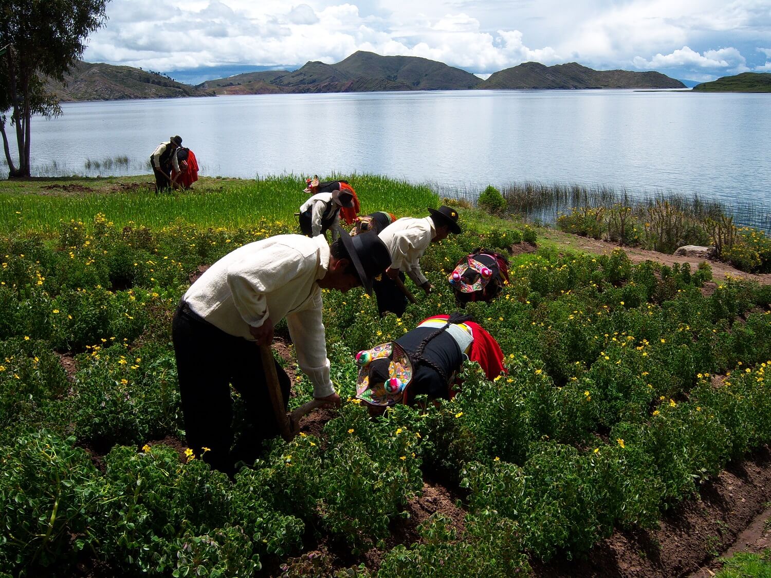 11Couples in traditional clothes working together on their potatoe fields at the shores of Capachica peninsula in Lake Titicaca. | RESPONSible Travel Peru