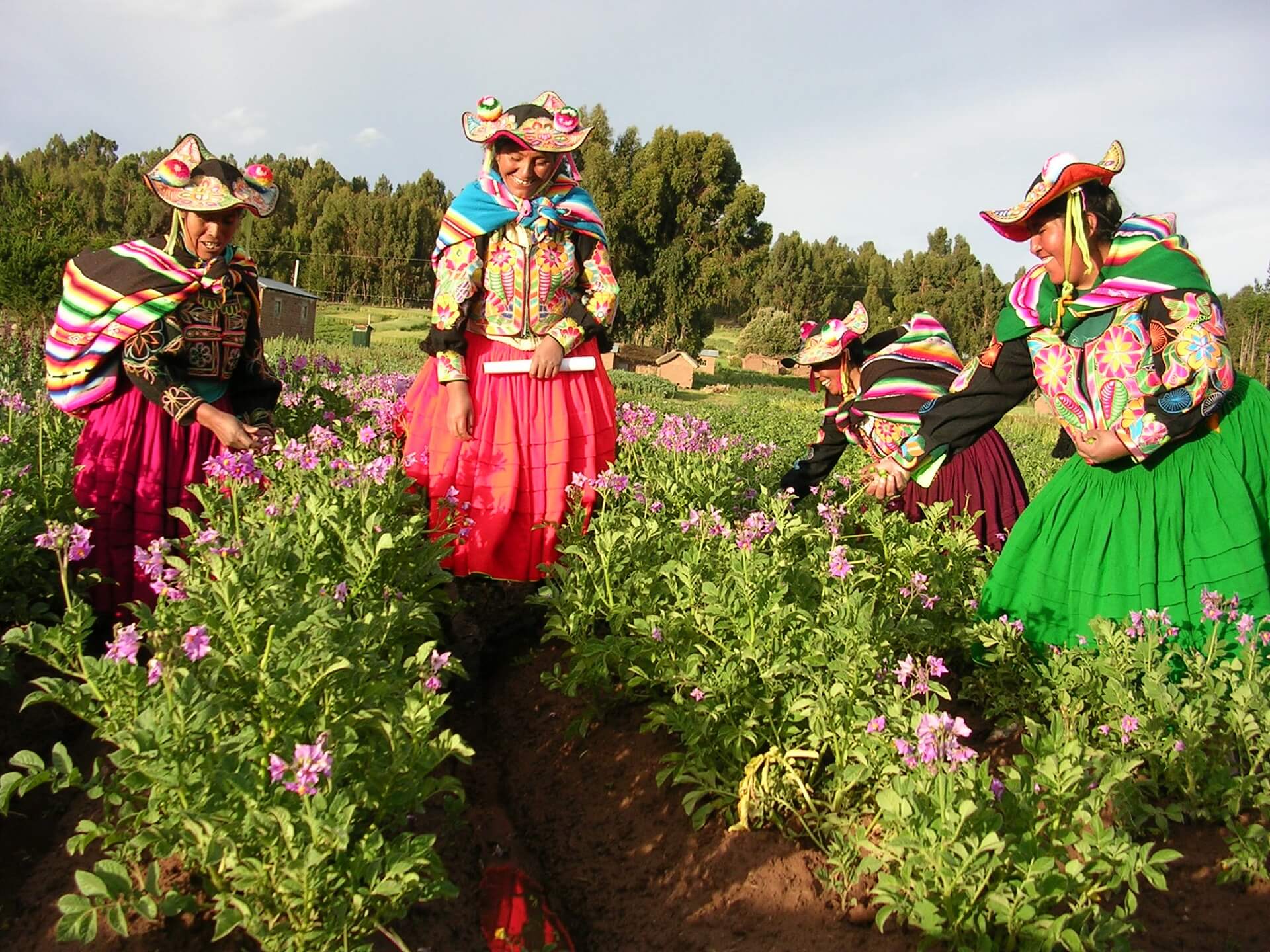 11Colorfully dressed women from Capachica, Lake Titicaca, inspecting their potato plants. Community-Based Tourism with RESPONSible Travel Peru