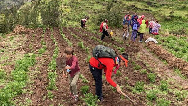 A group of travelers working the land in the community of Huaman | Community-Based Tourism in the Sacred Valley with RESPONSible Travel Peru - Experience a Day of Fellowship with an Andean Community