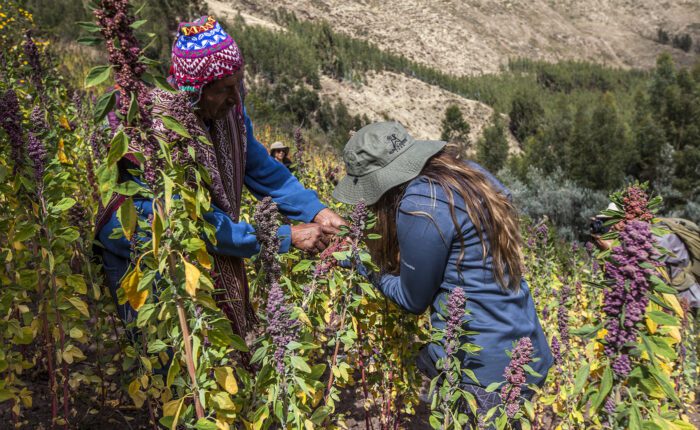 Quinoa field | Responsible Travel Peru