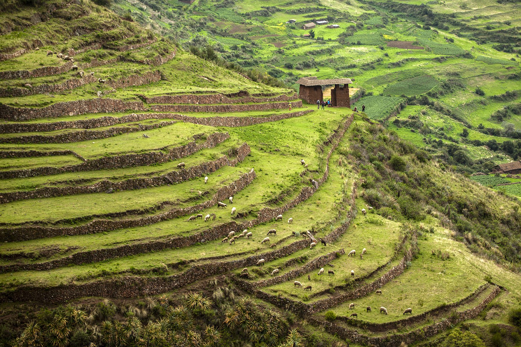 11Spectacular Inca terraces and in the background you can see the entrance door to the archaeological complex of Huchuy Qosqo | Responsible Travel Peru