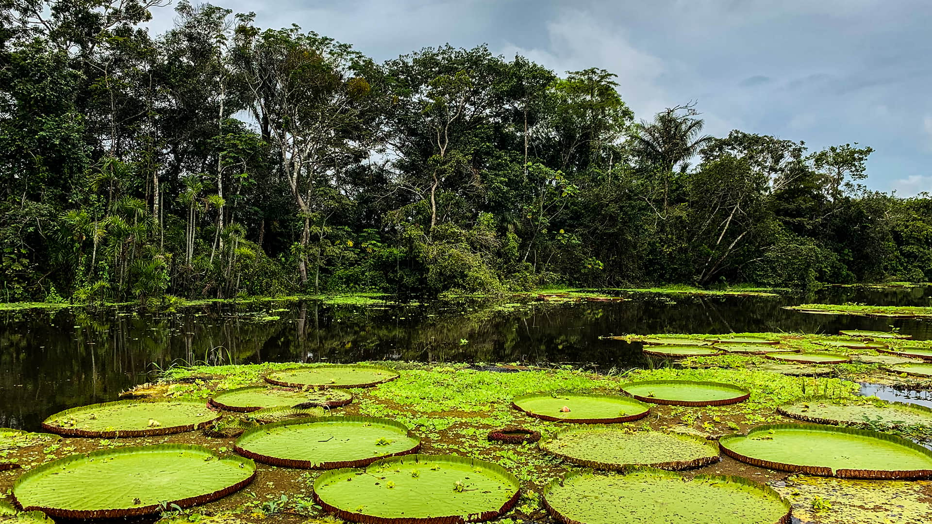 11Victoria amazonica plants are aquatic vegetation that cover the water surface in spectacular displays | Responsible Travel Peru