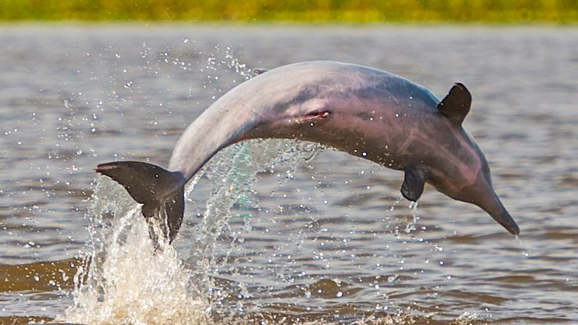 River dolphin jumping out of the water | Responsible Travel Peru