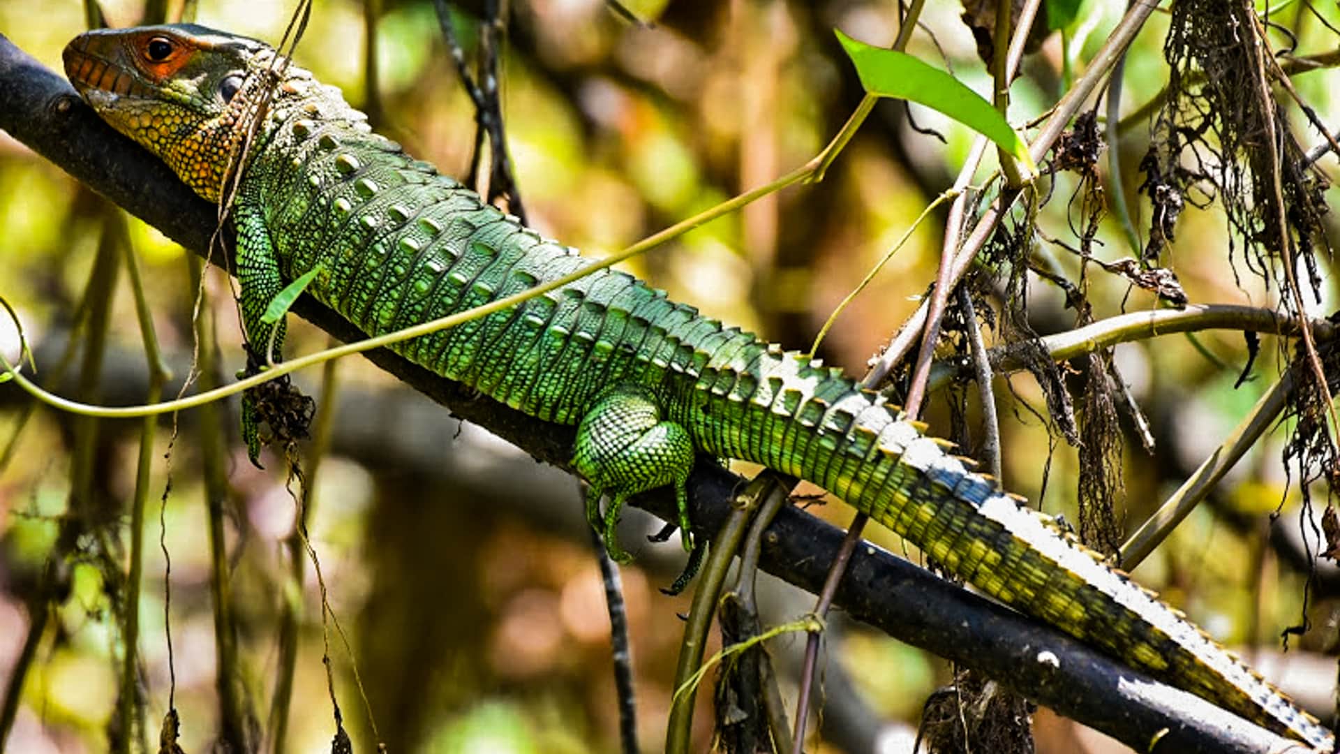 11Caiman lizard in a branch | Responsible Travel Peru