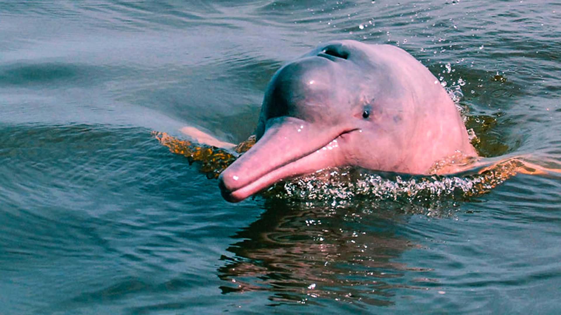11Pink dolphin emerging from below | Responsible Travel Peru