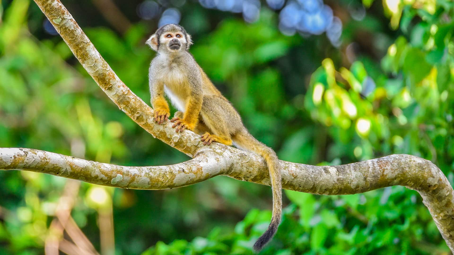 11A squirrel monkey standing in a branch | Responsible Travel Peru