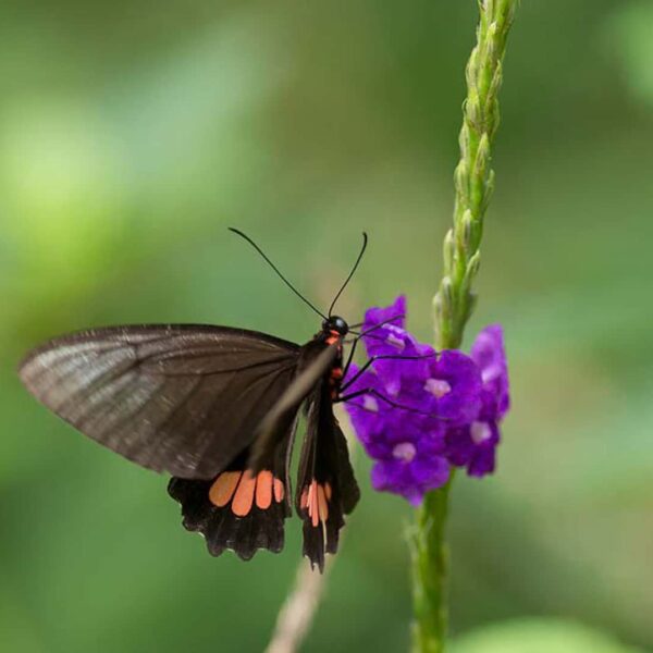 Black and orange butterfly on purple flower