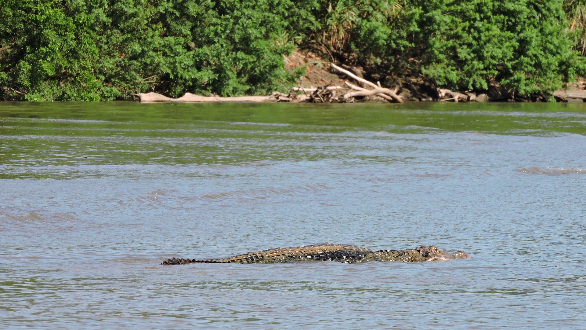 Big Black Caiman in the middle of the river | Responsible Travel Peru