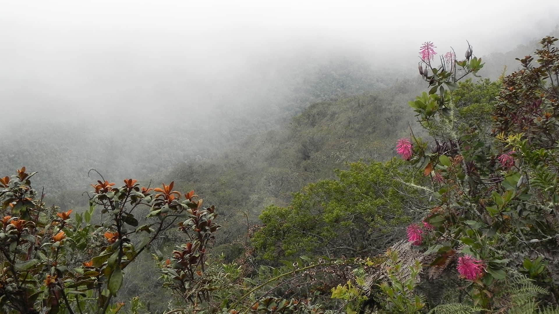 Flowering plants and fog in the Manu cloud forest