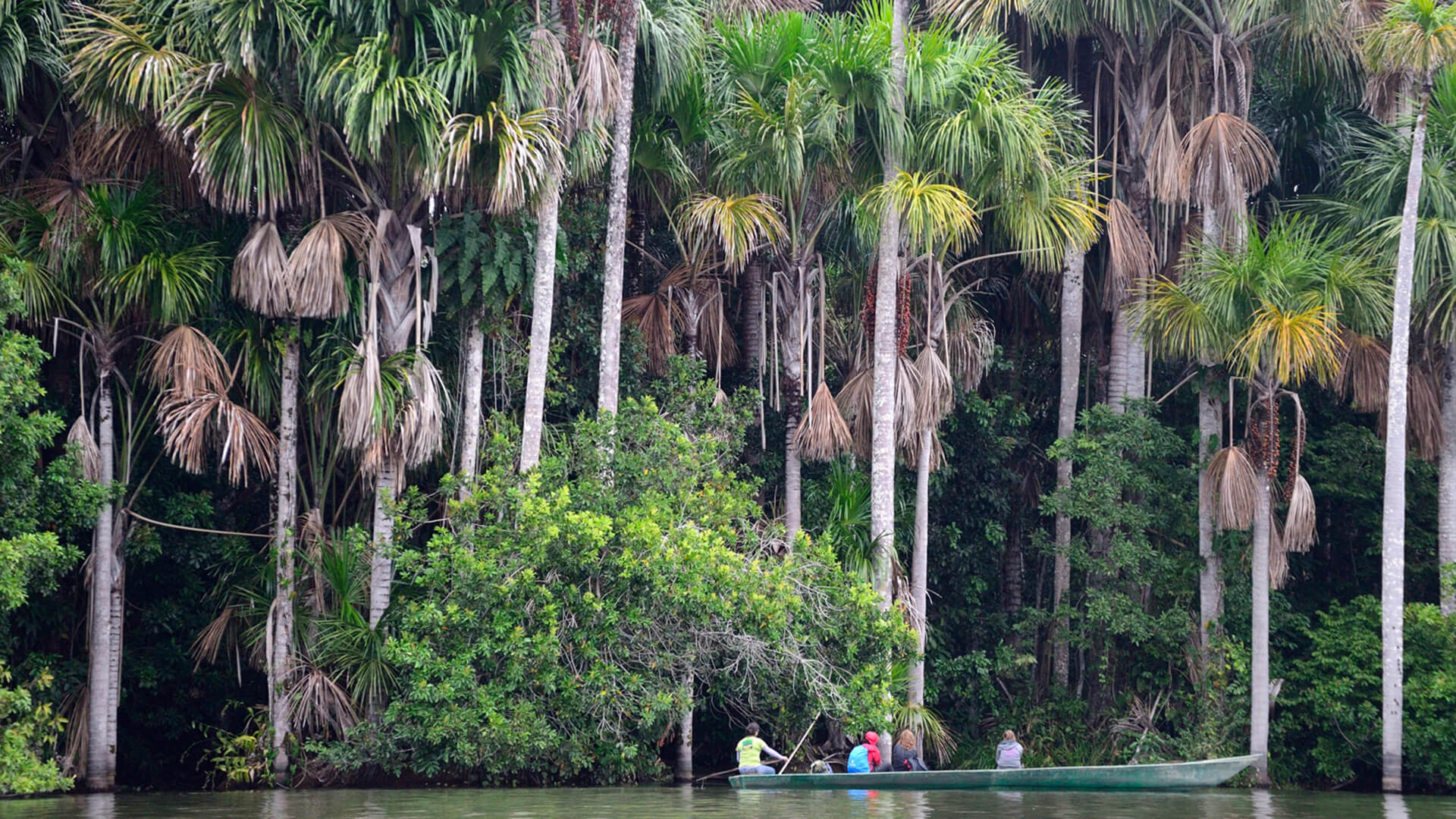 11Giant aguaje palm trees at the border of lake Sandoval in Tambopata National Reserve and people on boat looking very small| Responsible Travel Peru