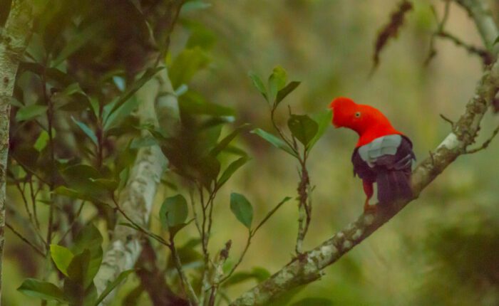 Bright orange, black and gray colors of the Cock of the Rock contrasting with green lush jungle | Responsible Travel Peru