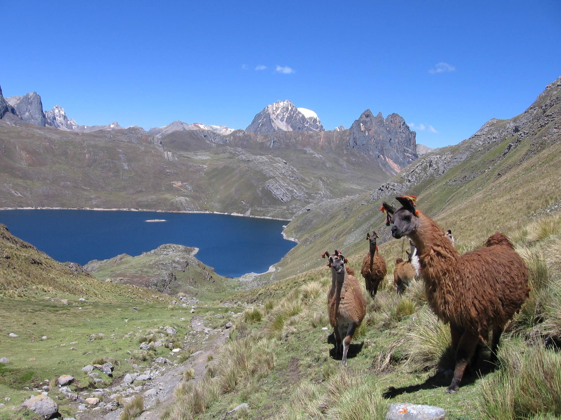 Llamas roaming freely in the Cordillera Huayhuash, Huaraz | RESPONSible Travel Peru