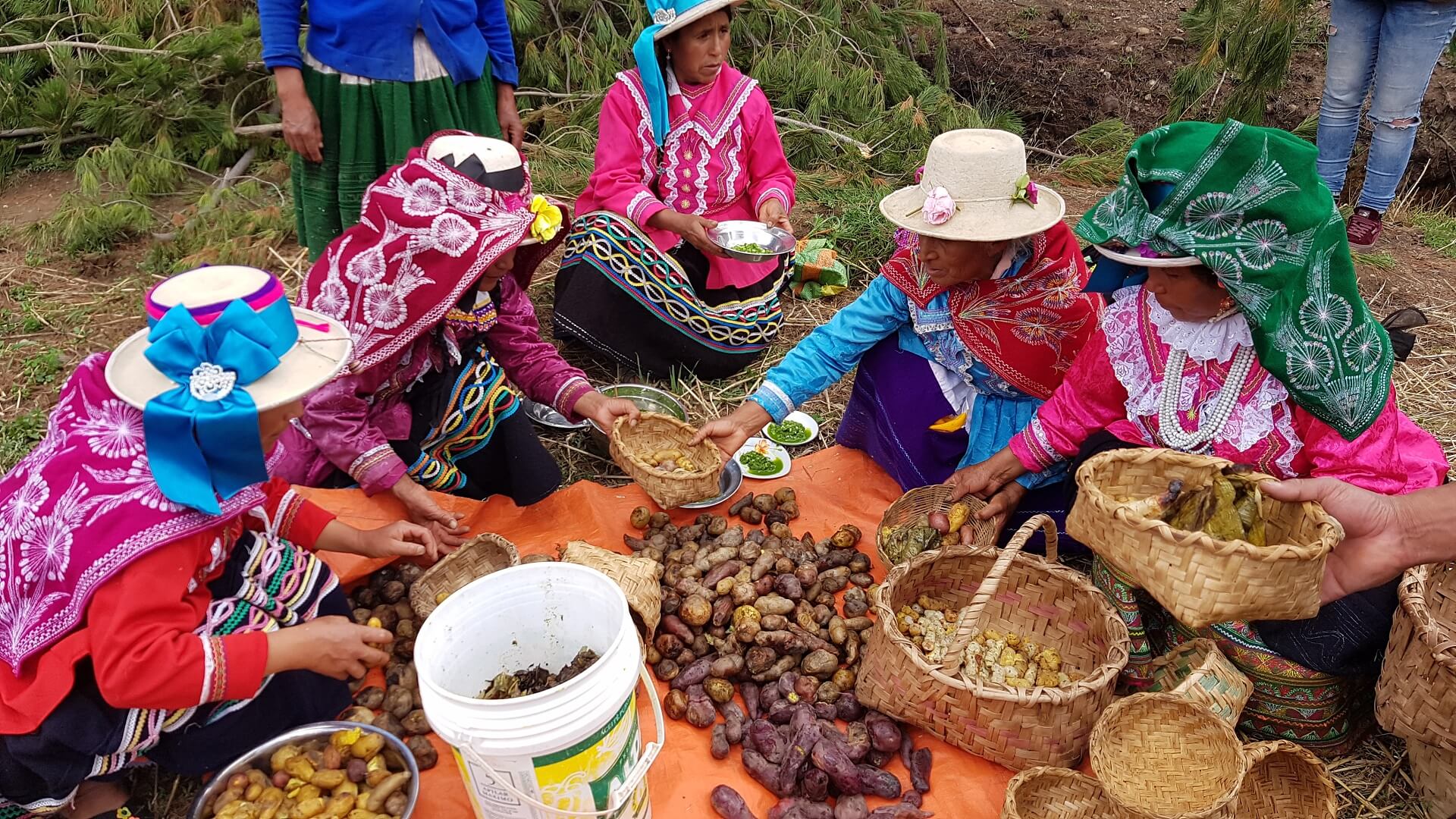 11Local women in traditional dresses in the Andean community of Vicos are distributing food prepared in a Pachamanca. RESPONSible Travel Peru
