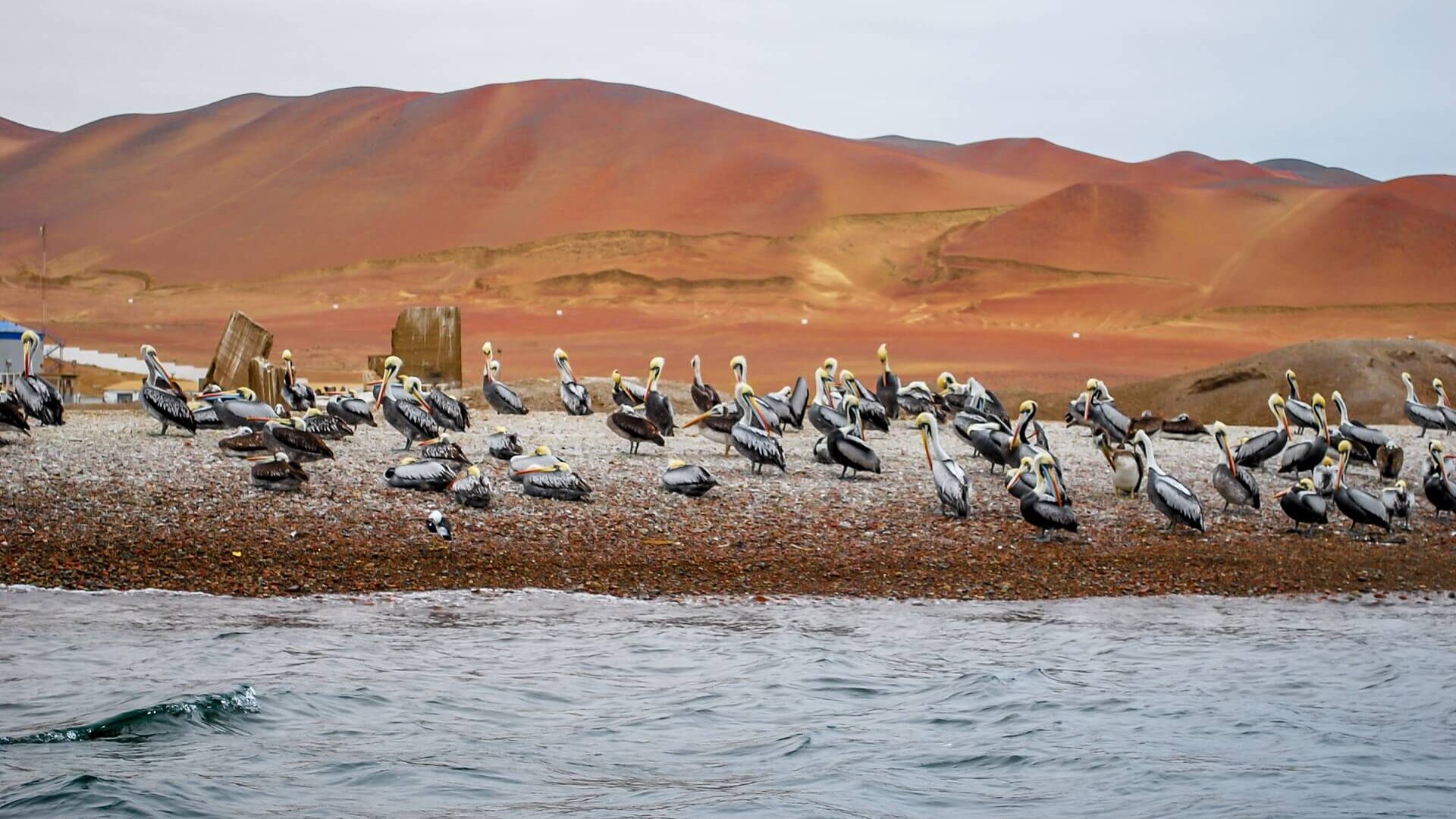 Group of pelicans resting at a beach in the Paracas National Reserve | RESPONSible Travel Peru