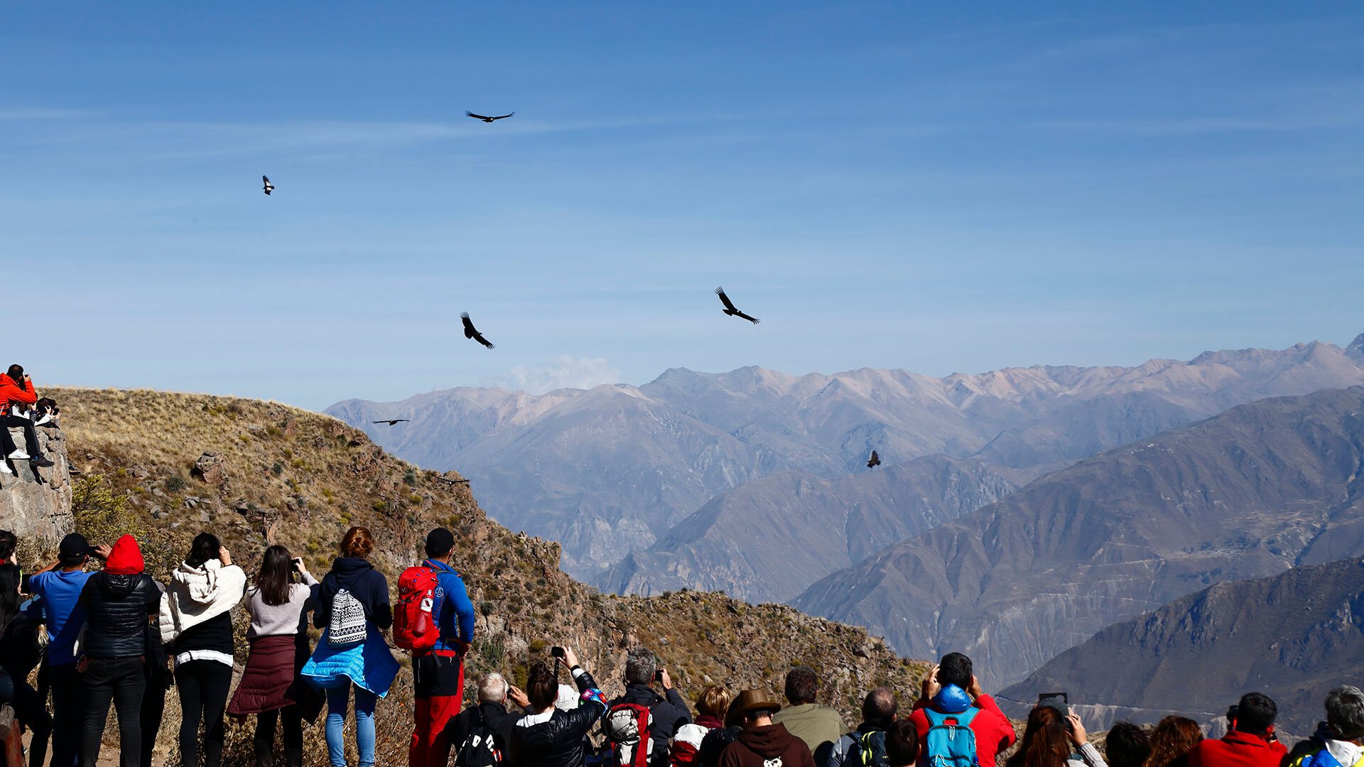 11Crows looking at soaring Condors in the Colca Canyon's Cruz del Condor | RESPONSible Travel Peru